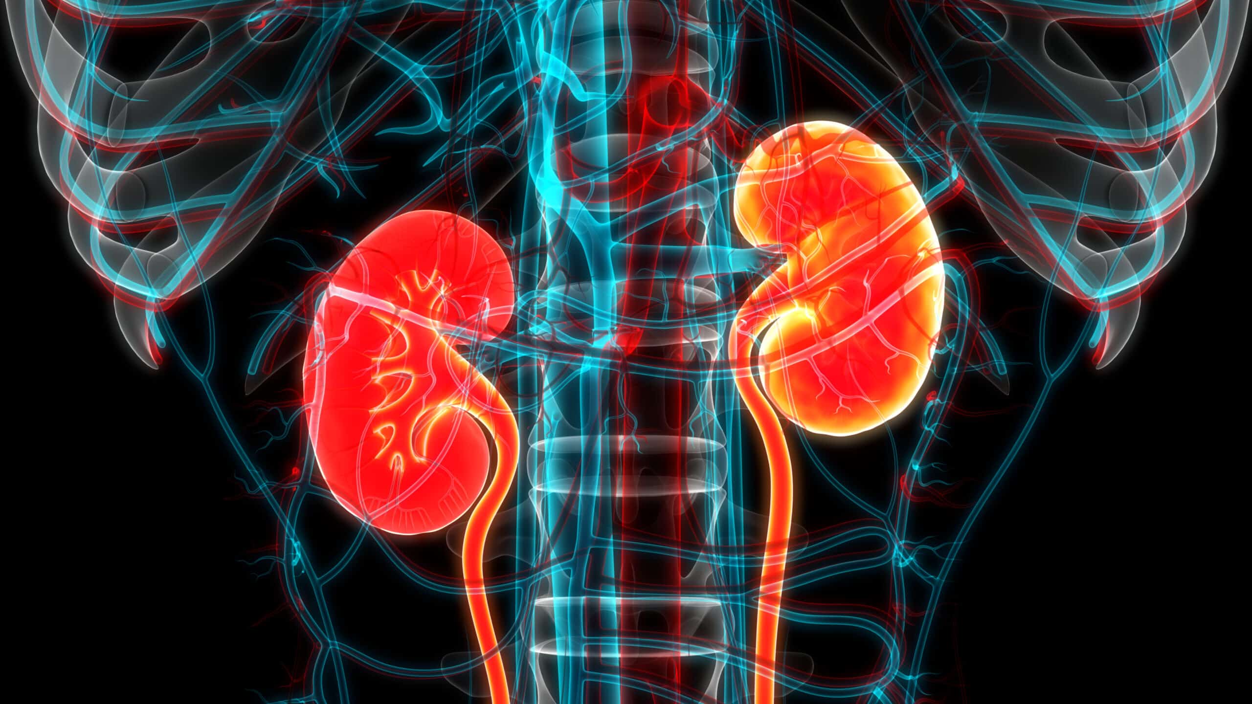 Kidney Dietitian Support 1 Dietitian Group 3D Illustration Concept Of Human Urinary System Kidneys Anatomy