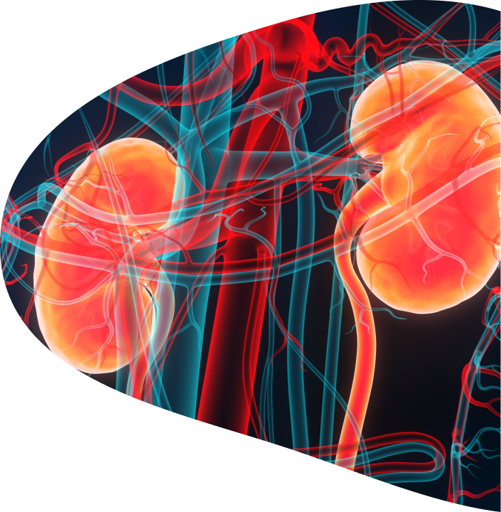 Colorful image of kidneys in the body and the veins that flow from them.